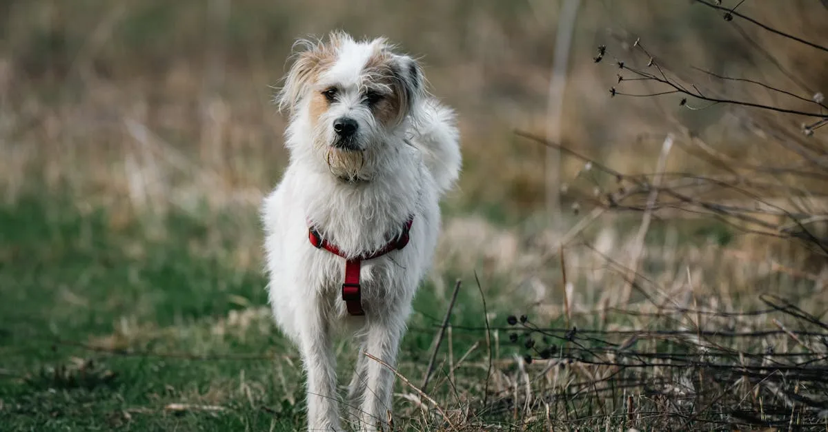 découvrez les différentes races de chiens, leurs caractéristiques, tempéraments et besoins pour choisir le compagnon idéal.