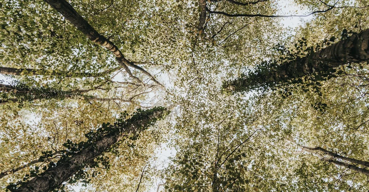 découvrez les standards environnementaux essentiels pour protéger notre planète et promouvoir un développement durable responsable.