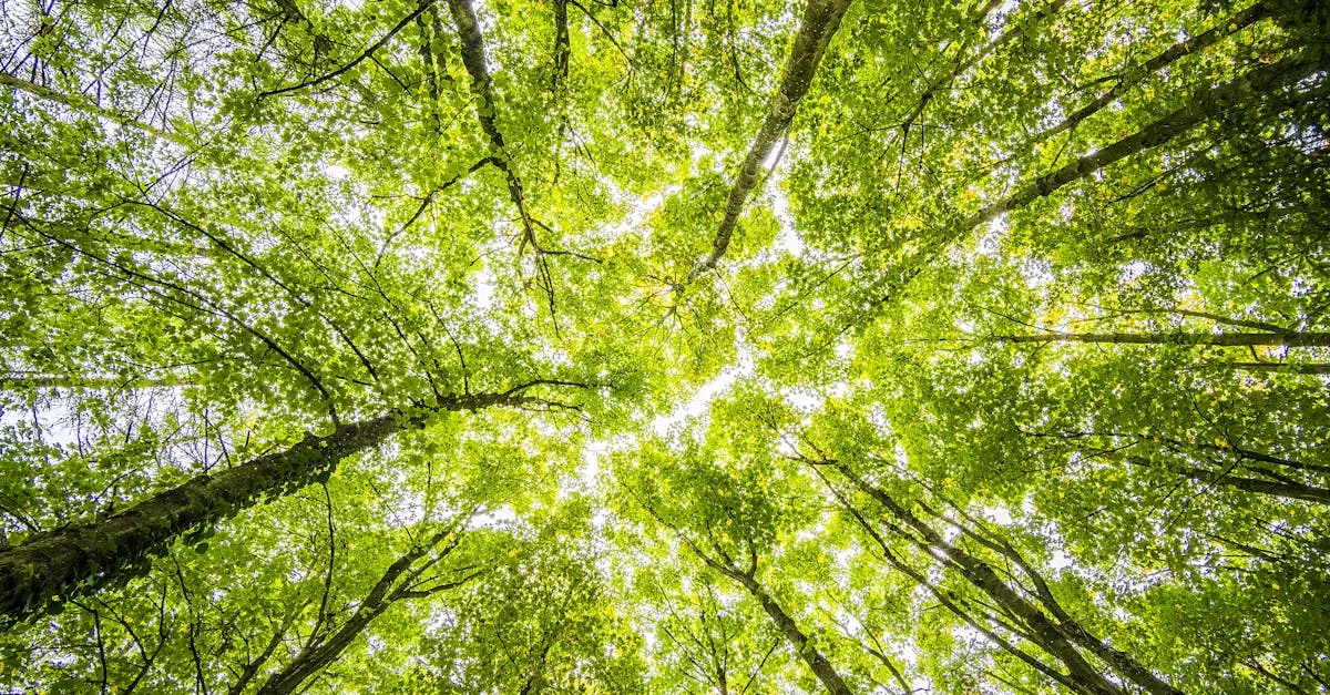 découvrez les normes environnementales essentielles pour protéger notre planète et promouvoir un développement durable responsable.