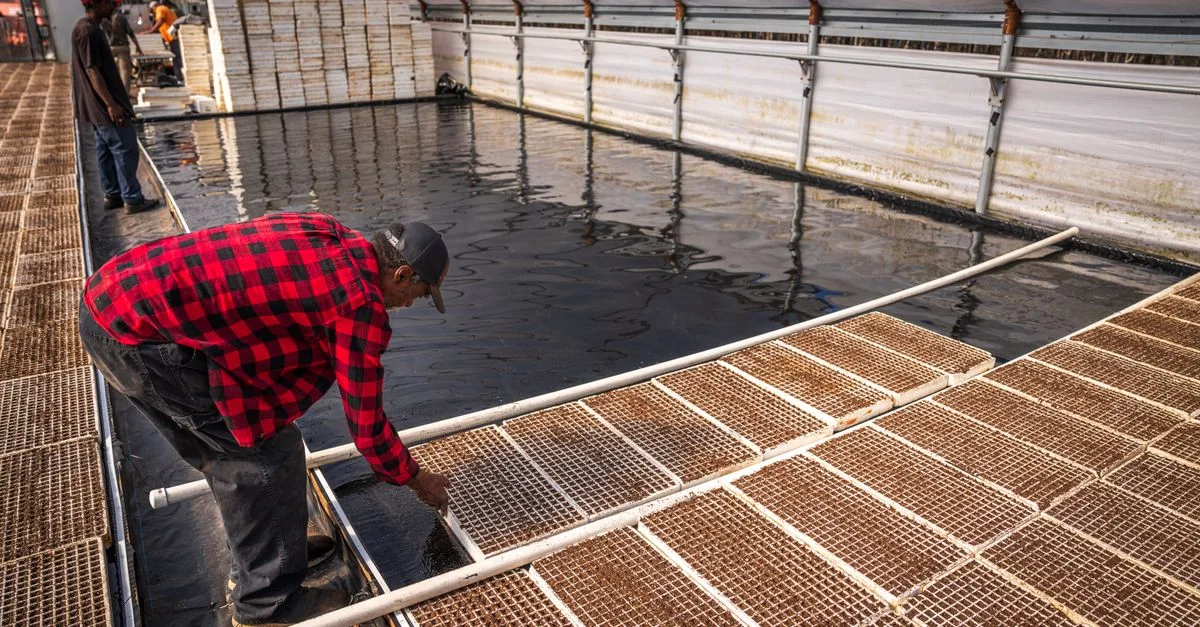 découvrez l'aquaponie, une méthode durable combinant aquaculture et culture hydroponique pour produire des aliments frais tout en préservant l'environnement.