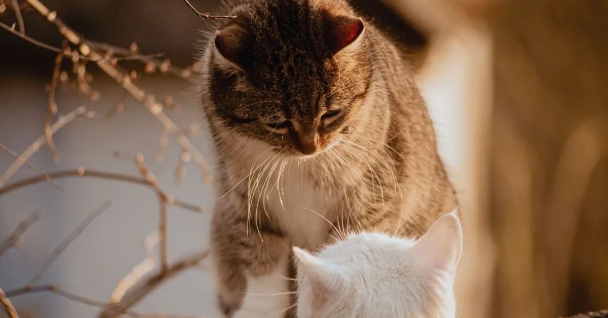 conseils pratiques pour une coexistence harmonieuse avec votre chat, favorisant le bien-être et la tranquillité de tous.