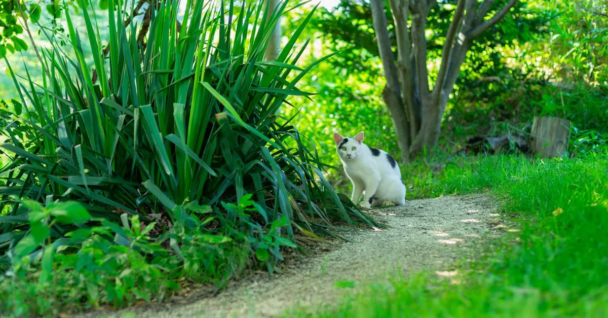 découvrez des conseils pratiques pour favoriser la coexistence harmonieuse entre vos chats et créer un environnement paisible et agréable pour tous.