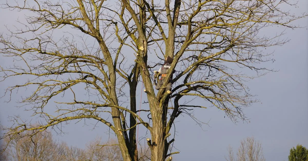découvrez les meilleures techniques d'élagage pour entretenir vos arbres et arbustes, favoriser leur croissance et assurer leur santé tout au long de l'année.
